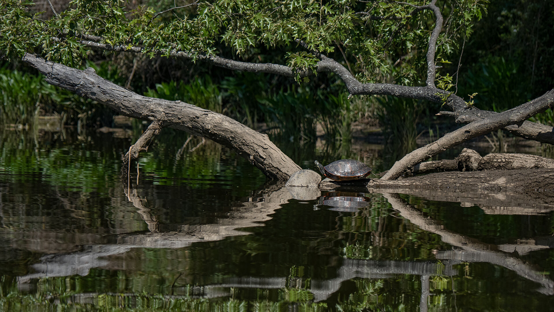 Turtle in Mattawoman Creek